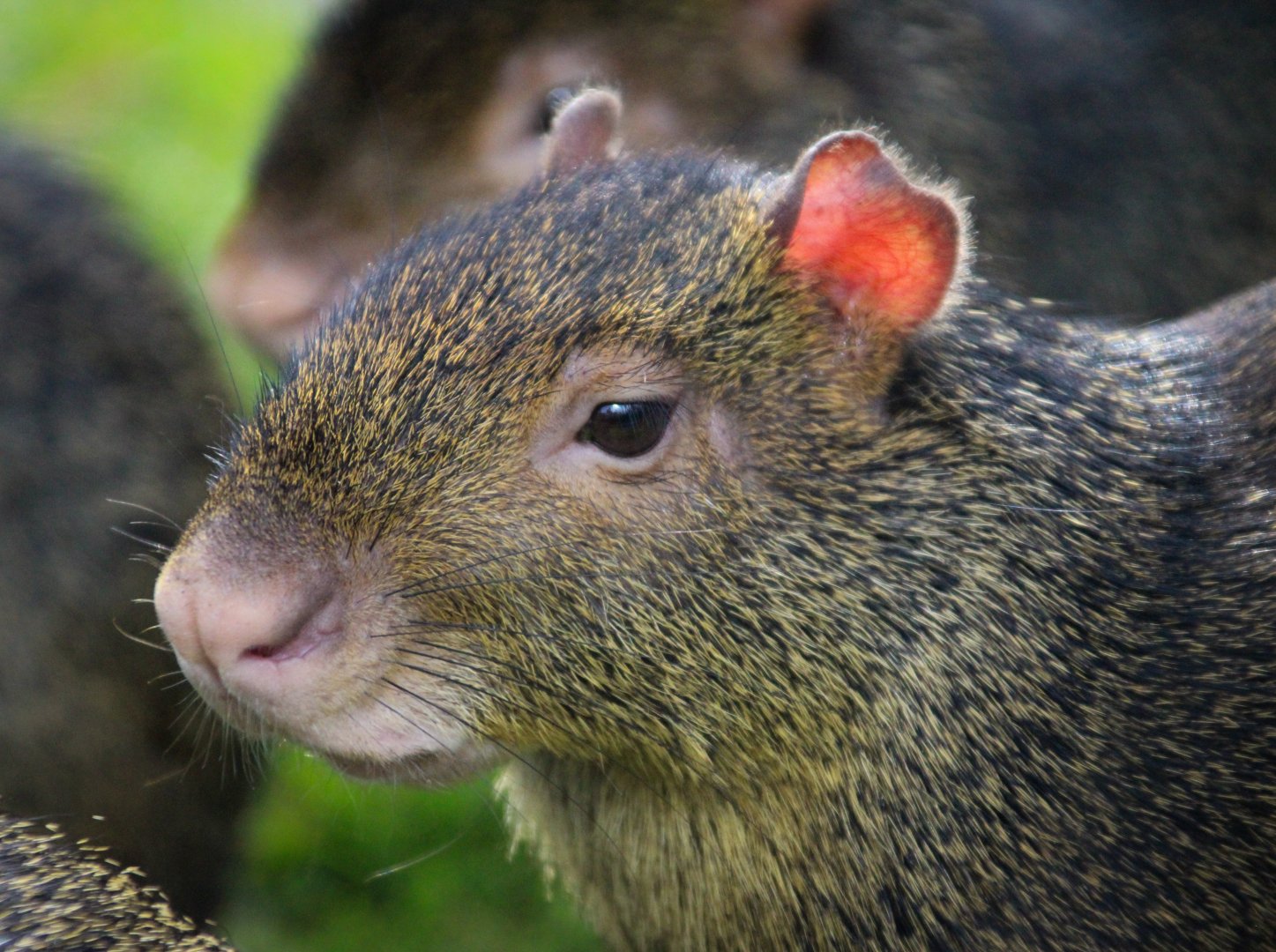 Azara's Agouti