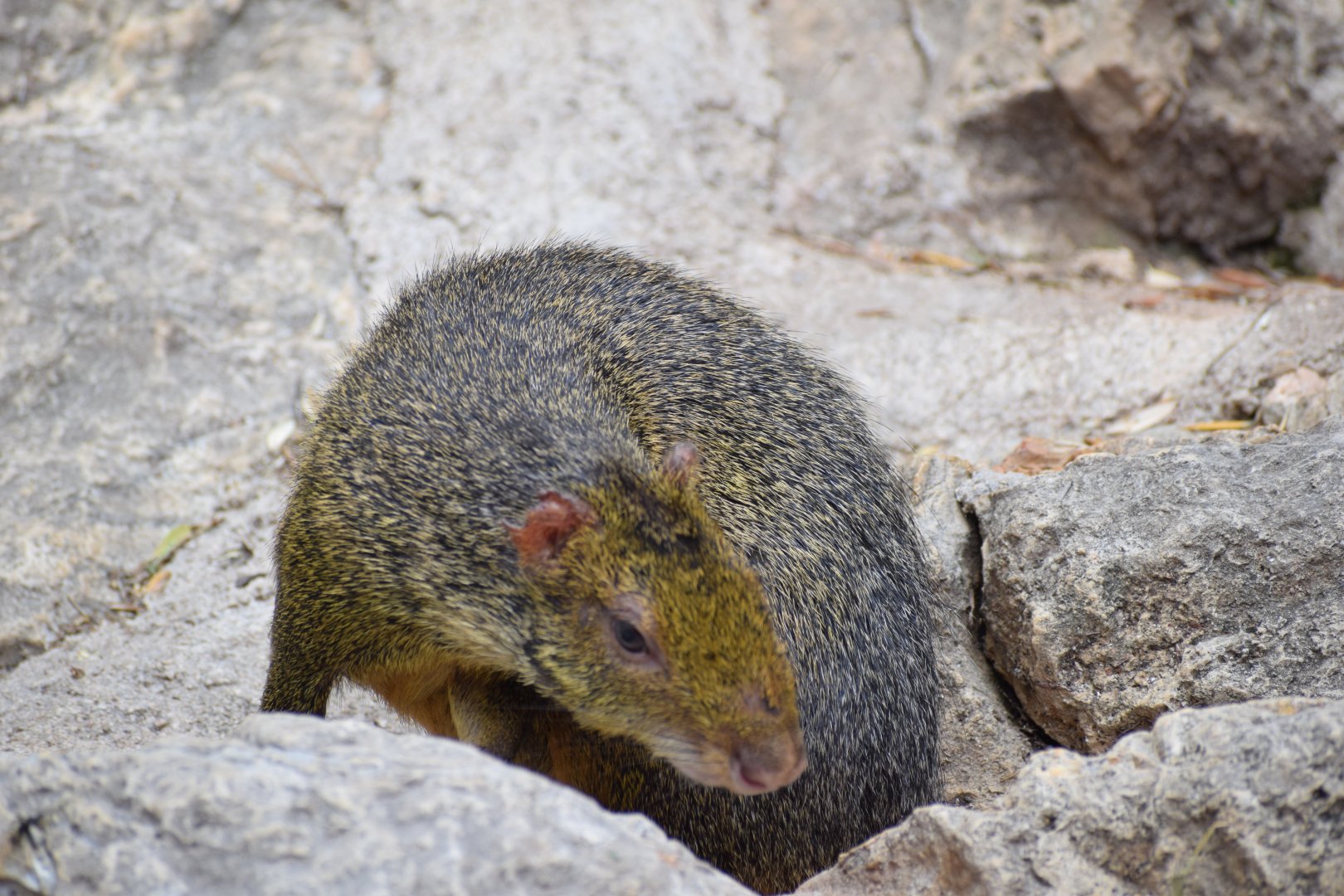 Azara's agouti