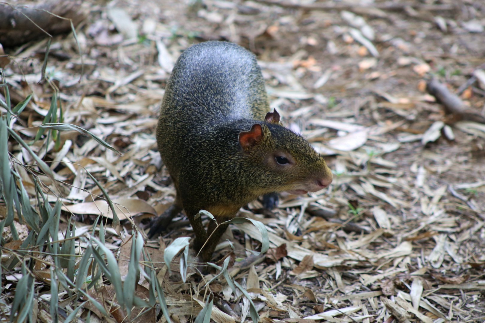 Azara's Agouti
