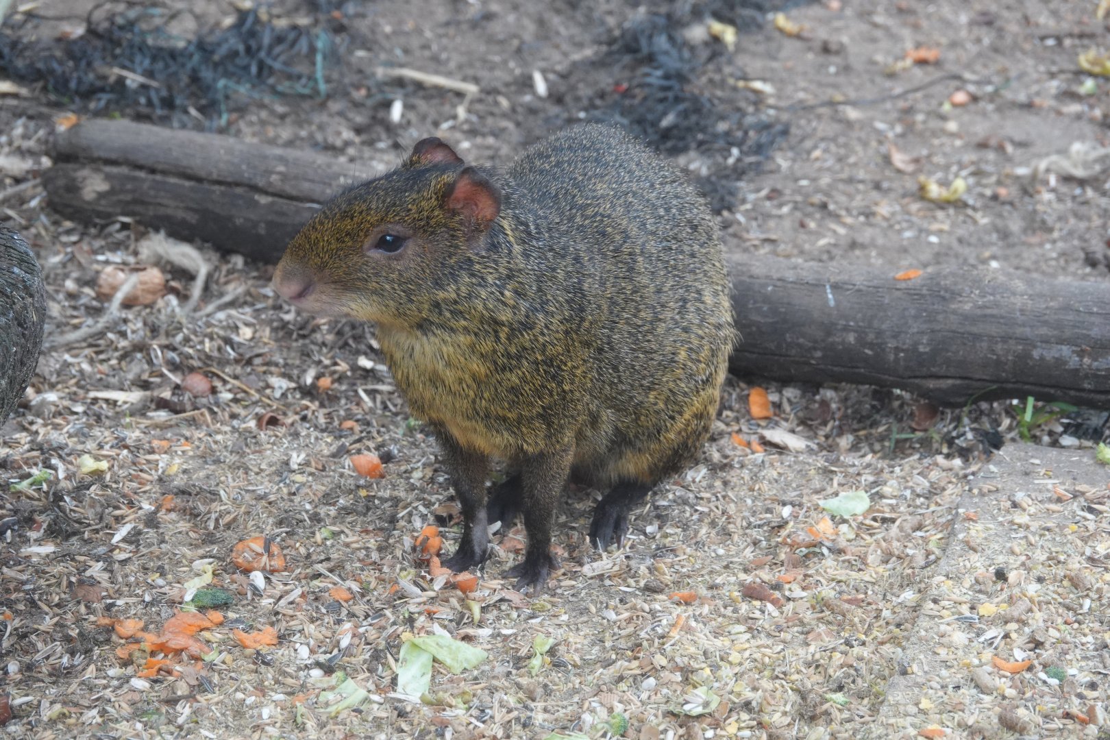 Azara's agouti