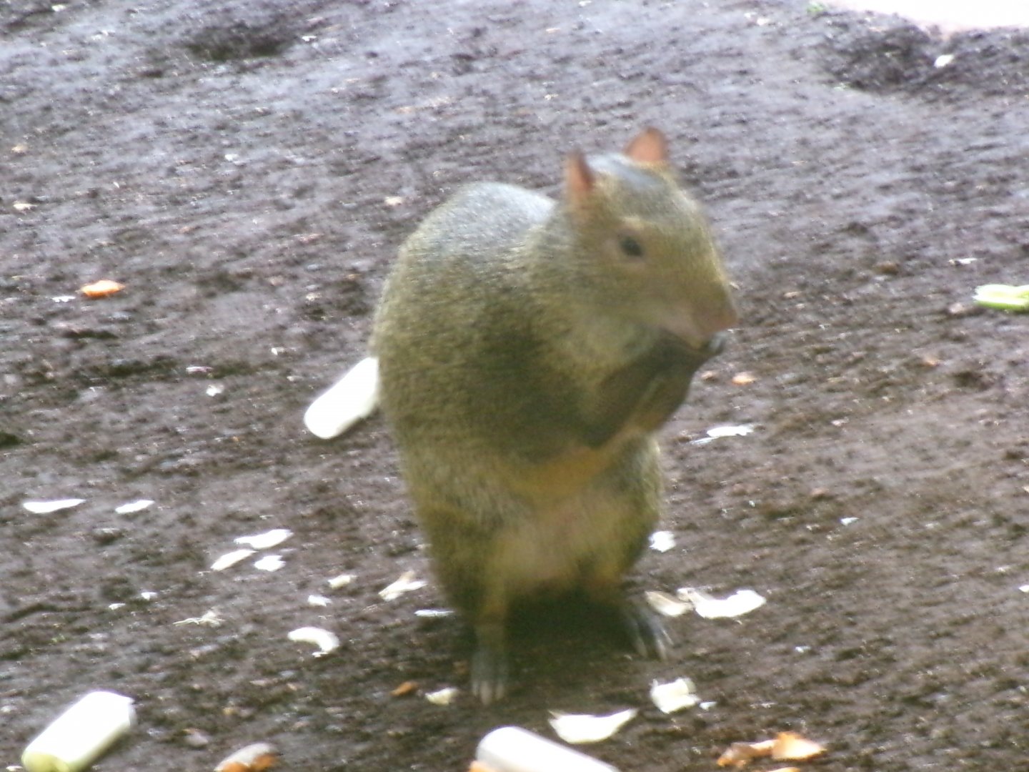 Azara's agouti