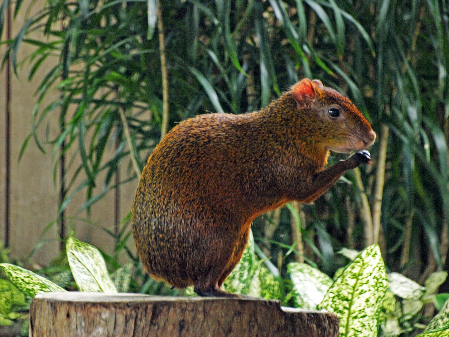 Azara's agouti