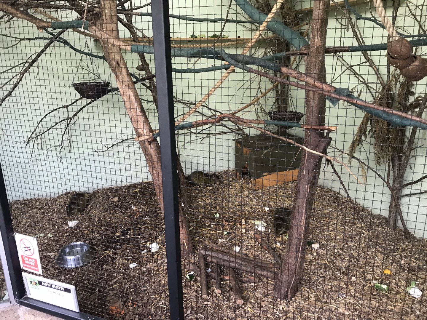 Azara’s agoutis 100818