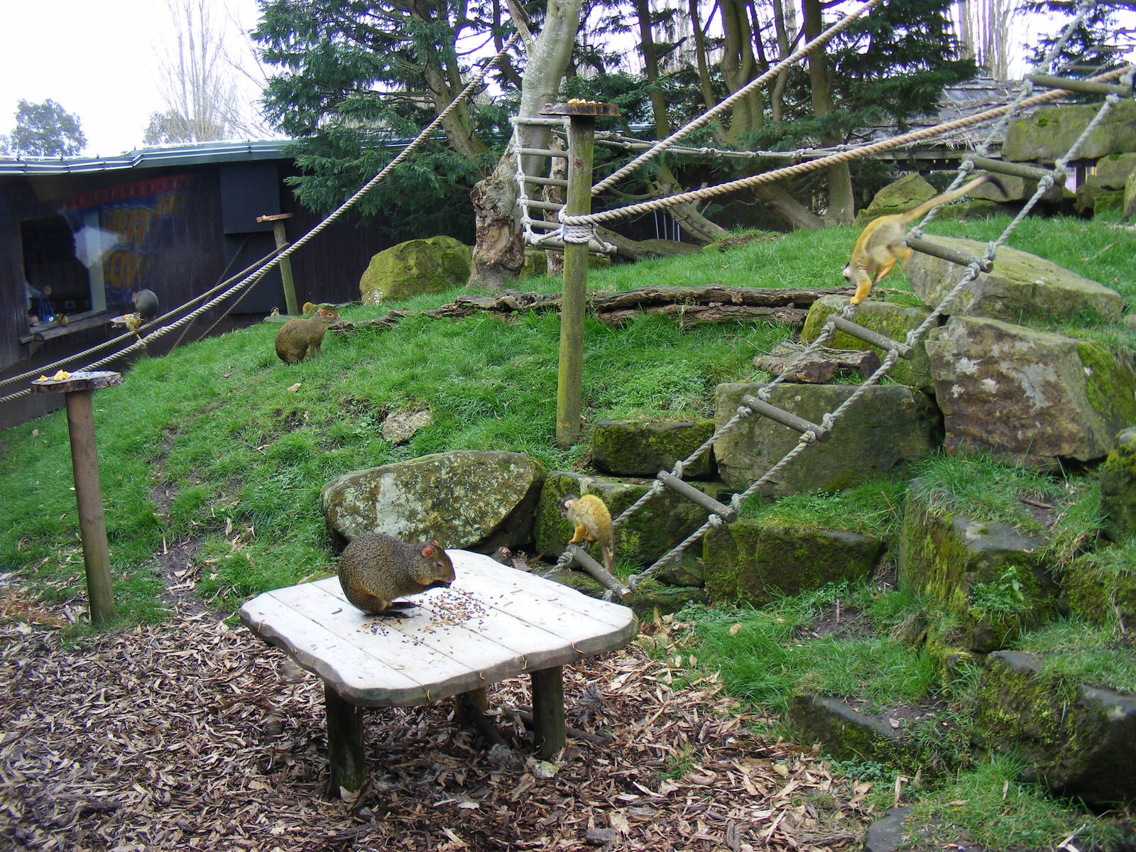 Azara's agoutis and Bolivian squirrel monkeys at Drusillas Park, 20 March 2