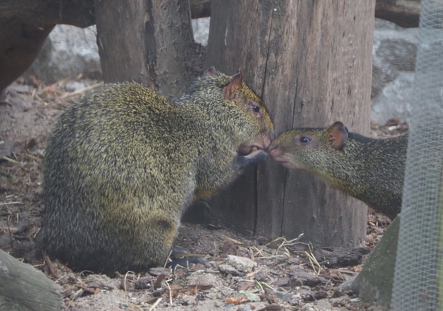 Azara's agoutis (Dasyprocta azarae), 2020-09-03