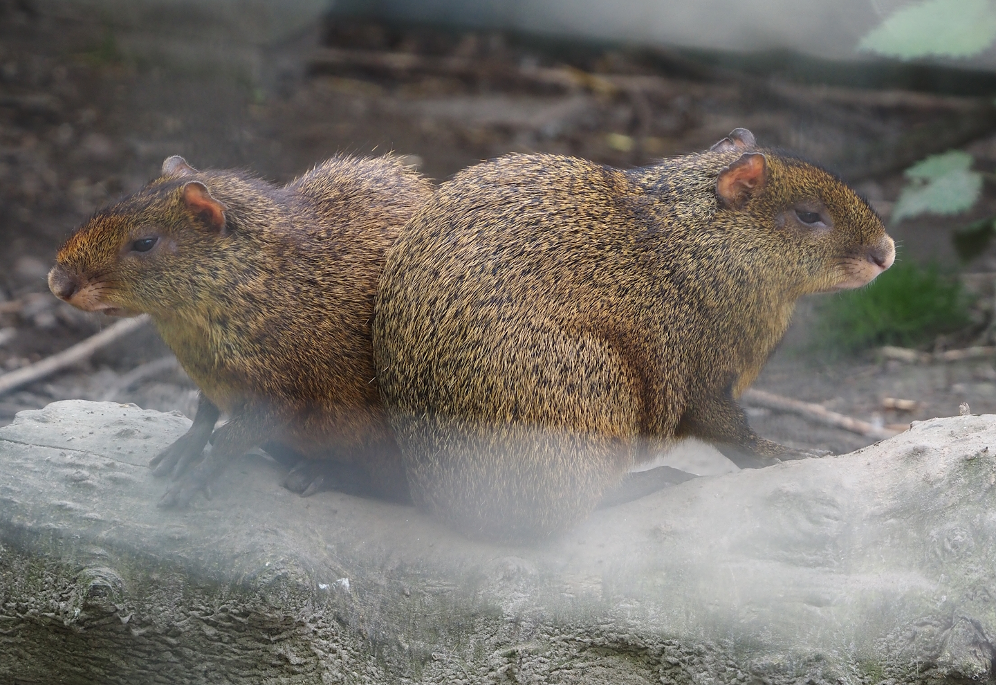 Azara's agoutis (Dasyprocta azarae), 2024-05-11