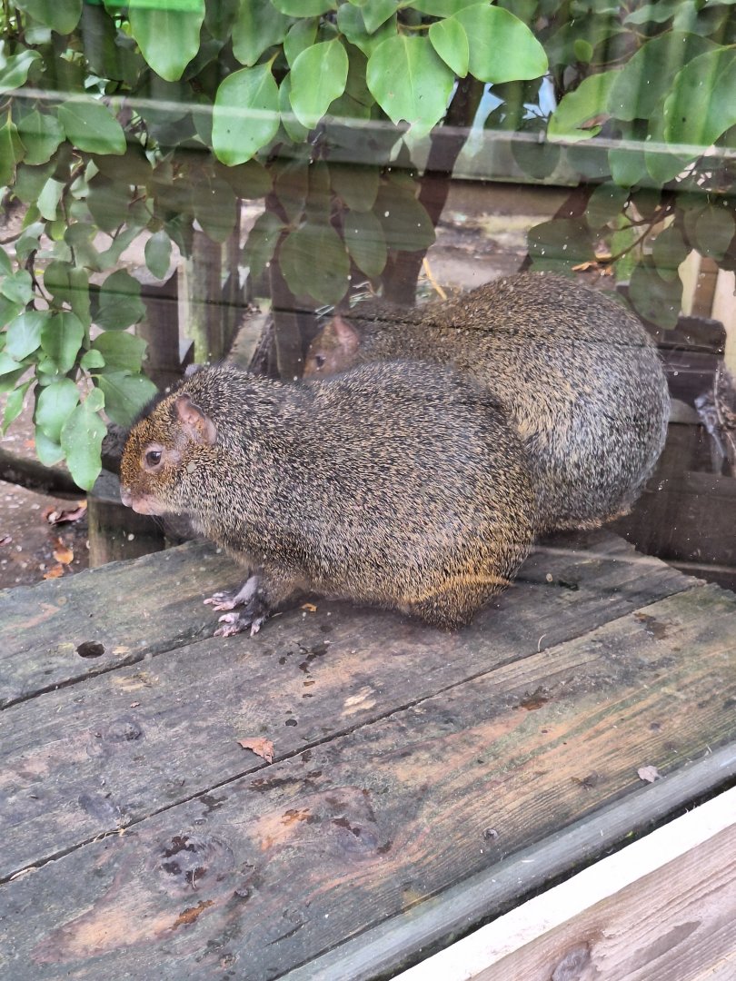 Azara's Agoutis