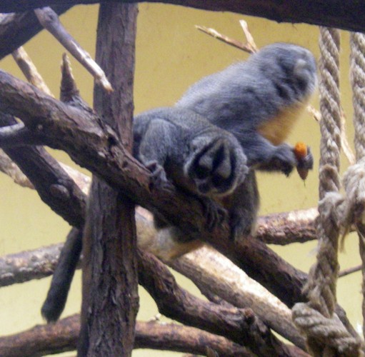 Azara's Night Monkey (Aotus azarae)