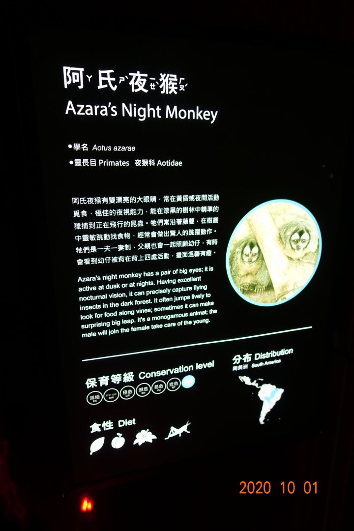 Azara's Night Monkey (Aotus azarae)
