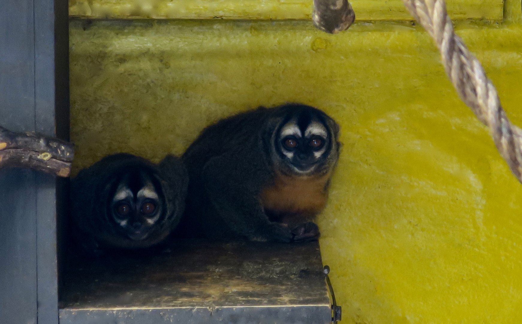 Azara's Night Monkey (Aotus azarae)