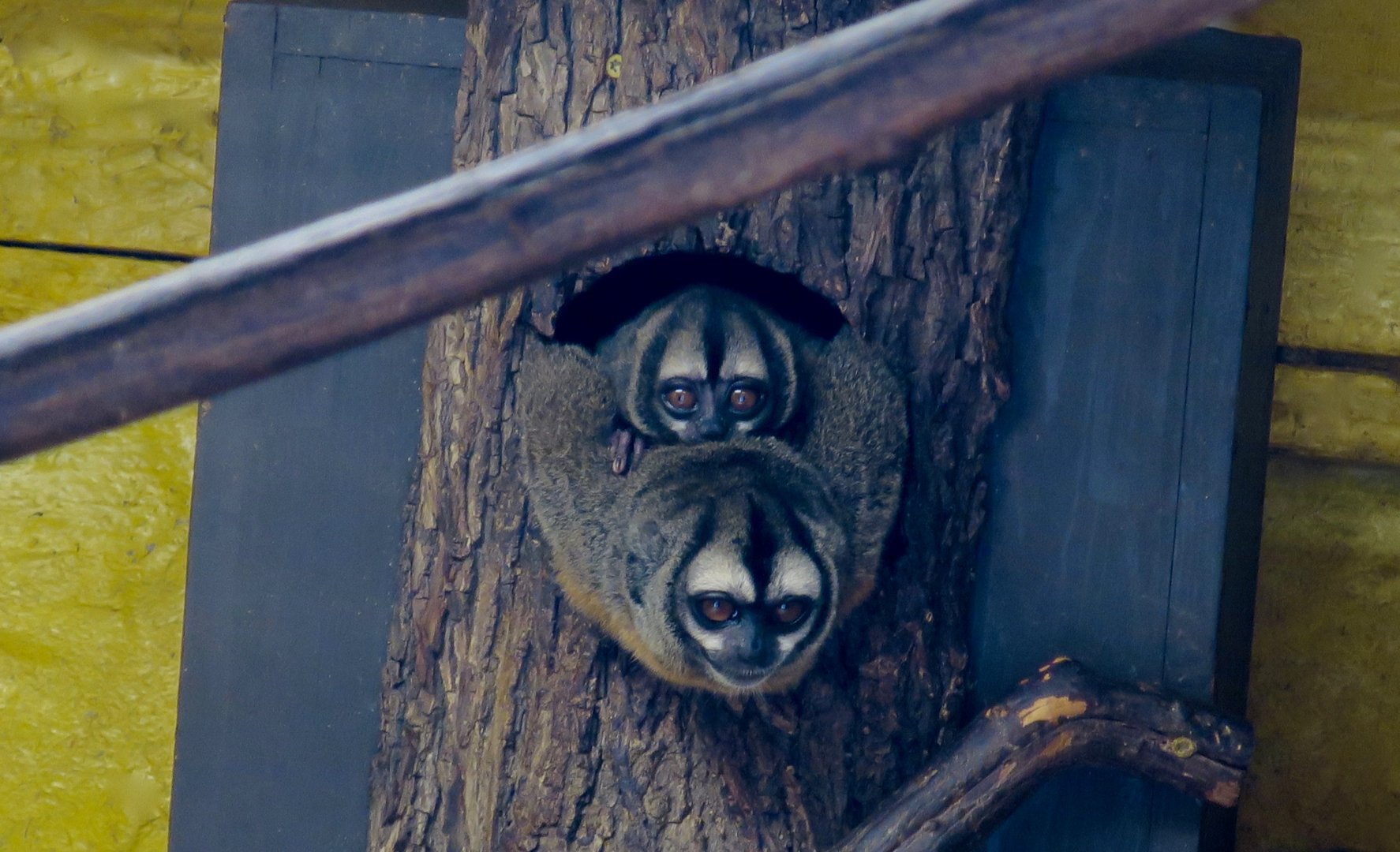 Azara's Night Monkey (Aotus azarae)
