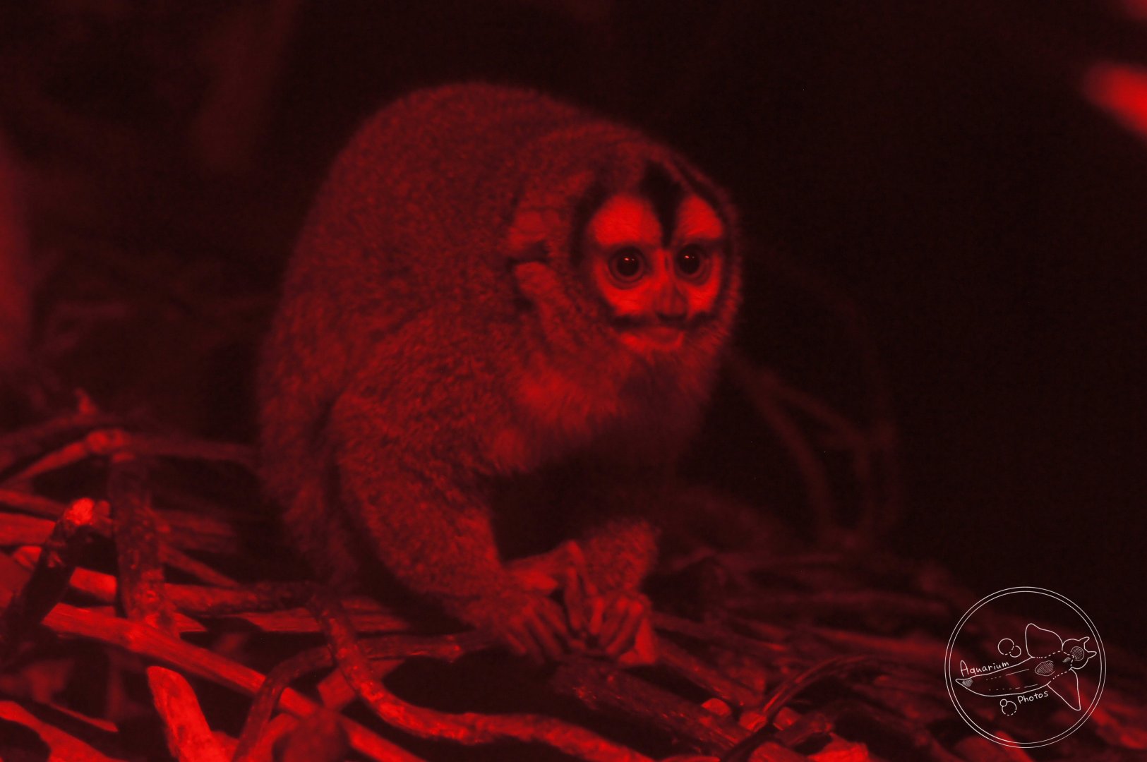 Azara's Night Monkey (Aotus azarae)