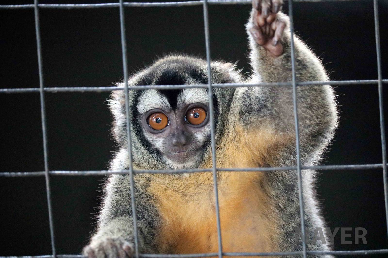 Azara's night monkey, March 2016