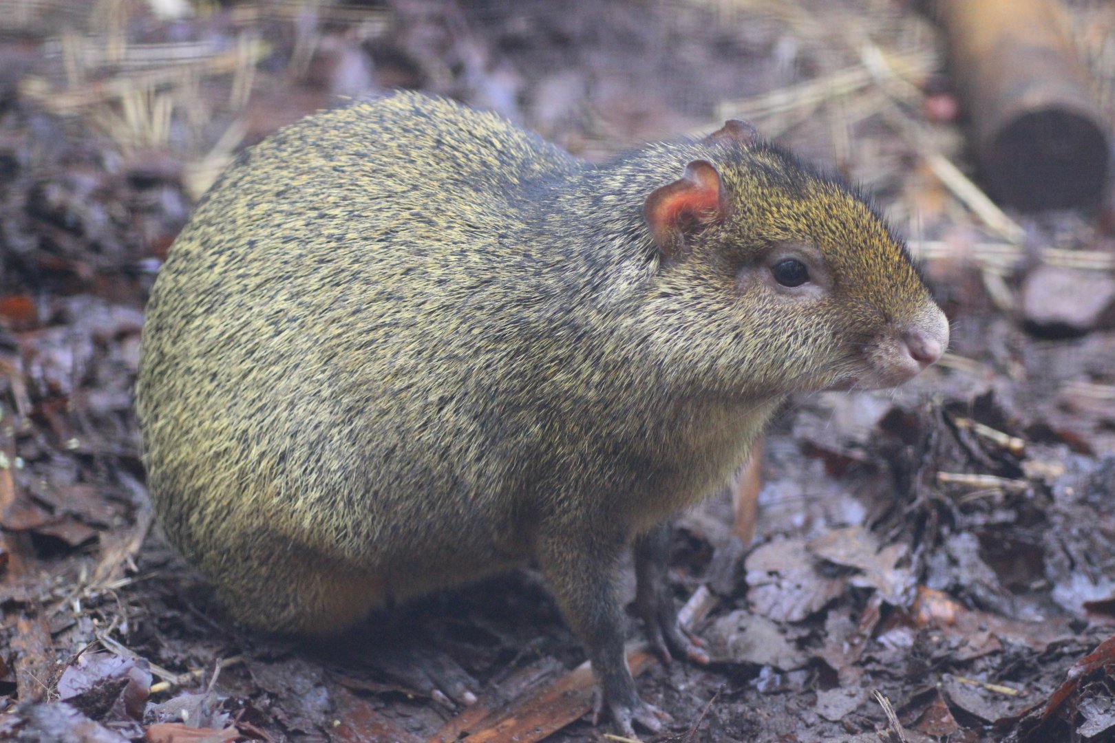 Azares Agouti