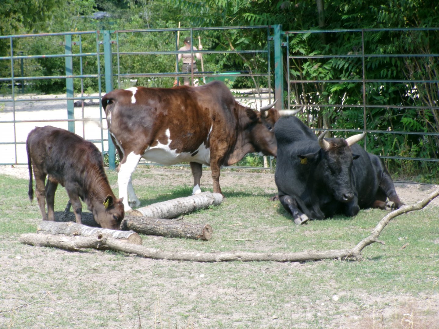 Azerbaijan zebu