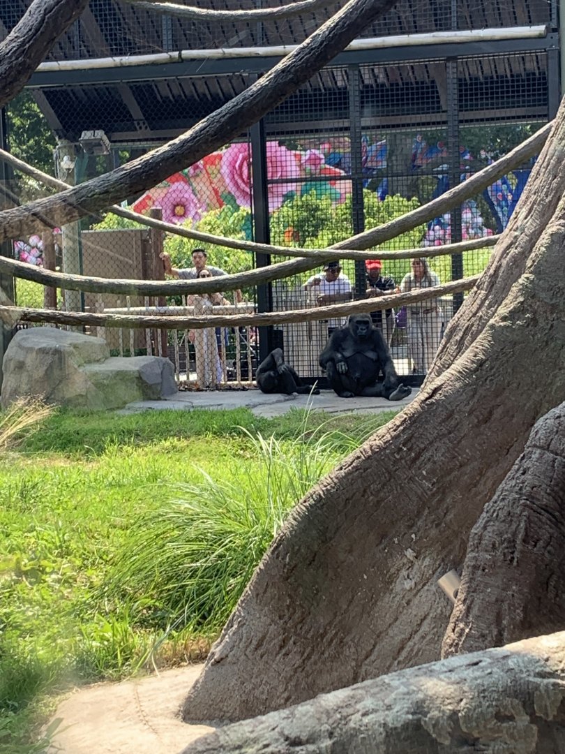 Aziza and Pablo (Gorilla Grove)