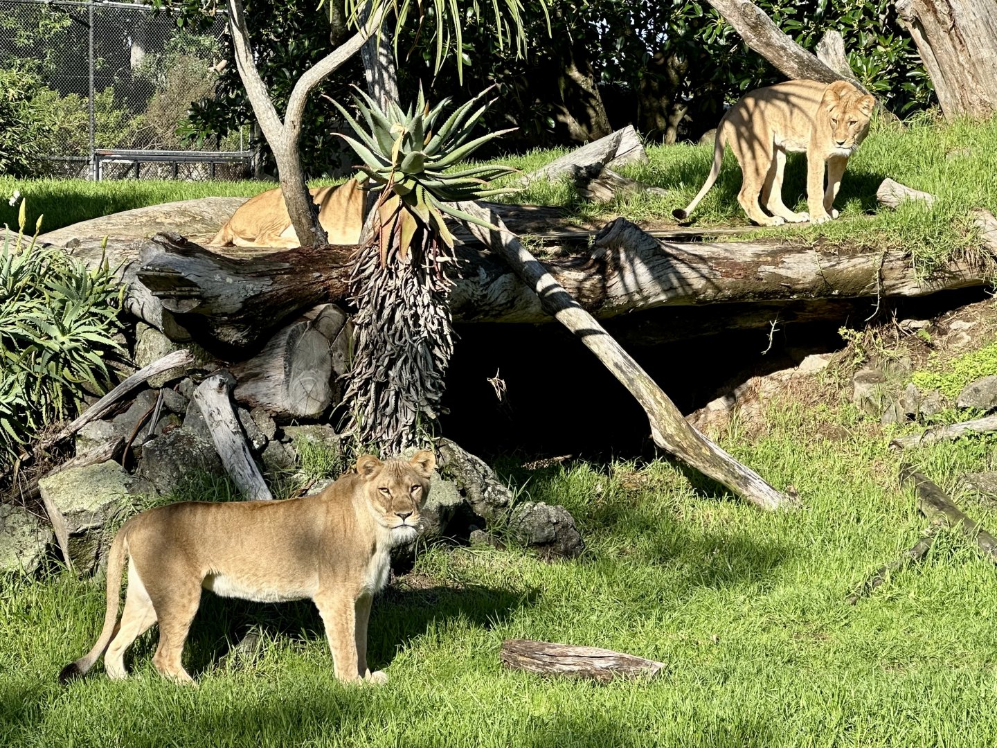 Aziza, Kibibi and Ilola (African Lion)