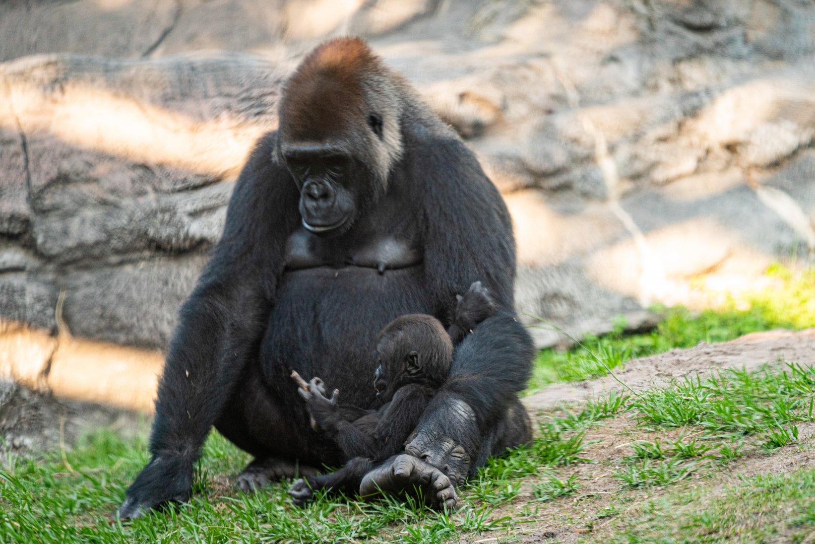 Azizi and Ada - Western Lowland Gorillas