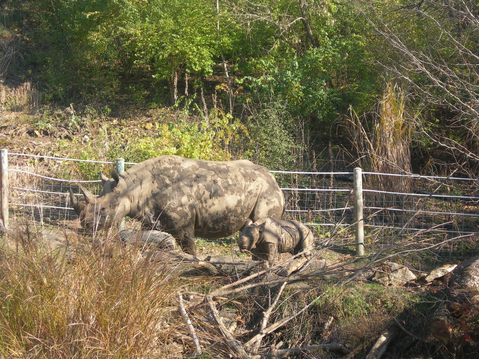 Azizi with Baby (Black Rhino)