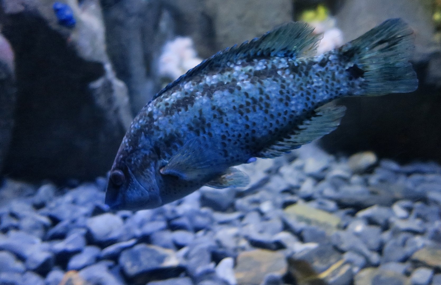 Azores Wrasse (Symphodus caeruleus)