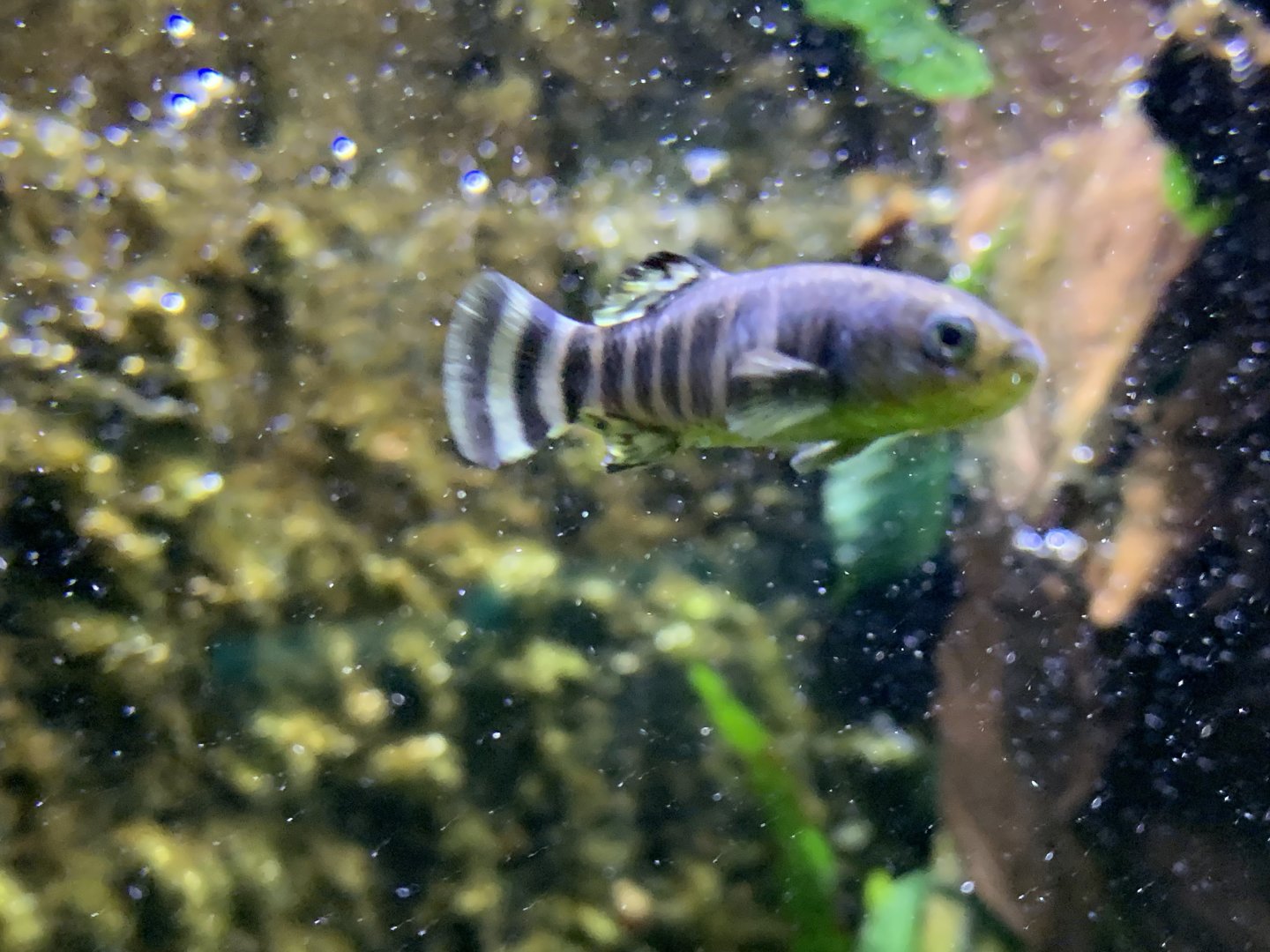 Azraq killifish