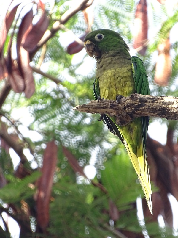 Aztec parakeet