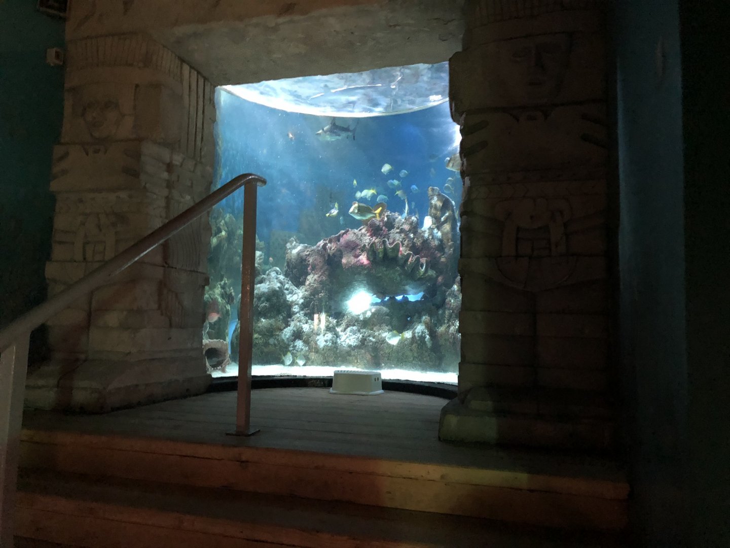 Aztec Reef Tank at Tynemouth Aquarium (2019)