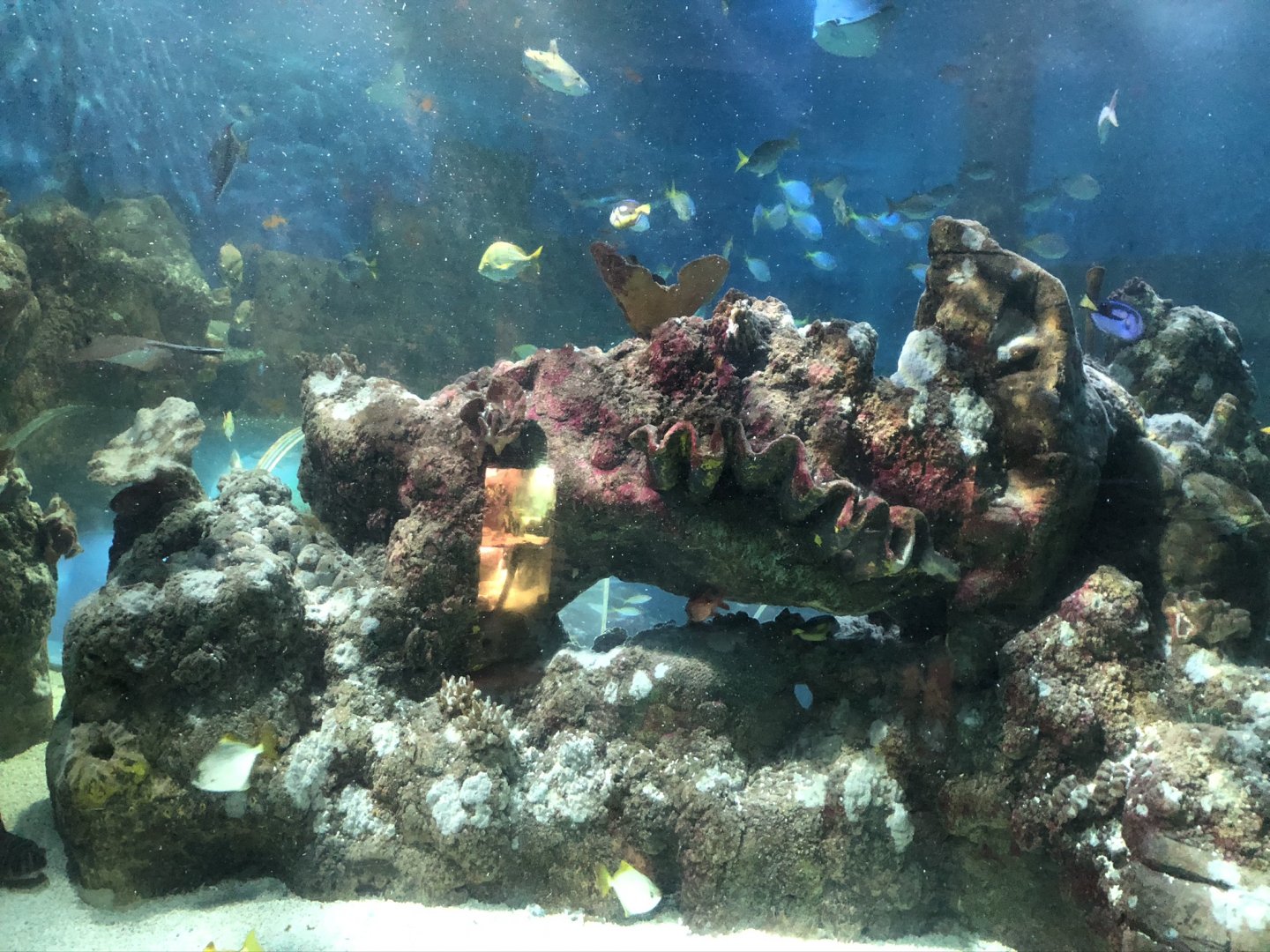 Aztec Reef Tank at Tynemouth Aquarium (2019)