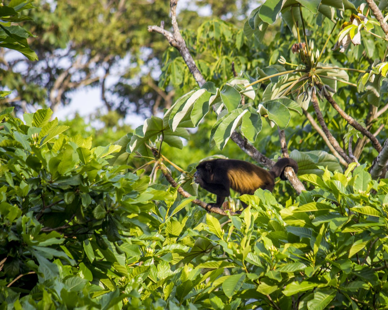 Azuero mantled howler monkey, Alouatta palliata trabeata