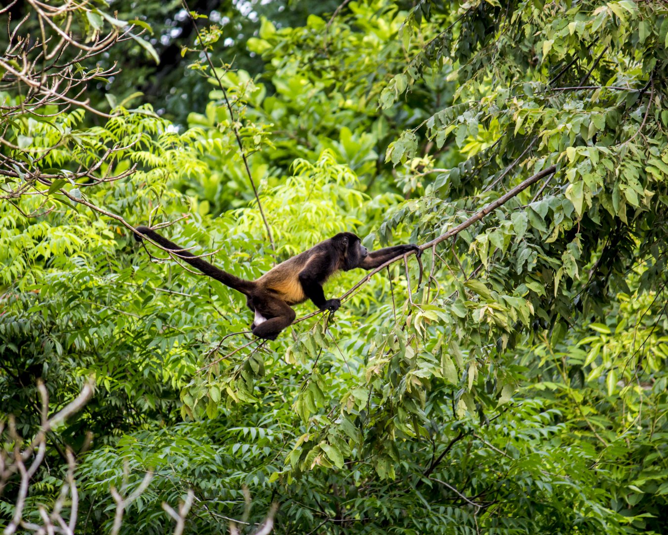 Azuero mantled howler monkey, Alouatta palliata trabeata