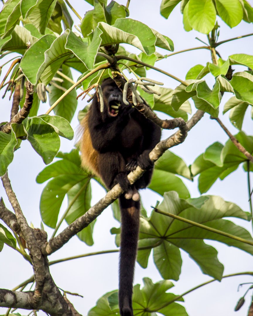 Azuero mantled howler monkey, Alouatta palliata trabeata