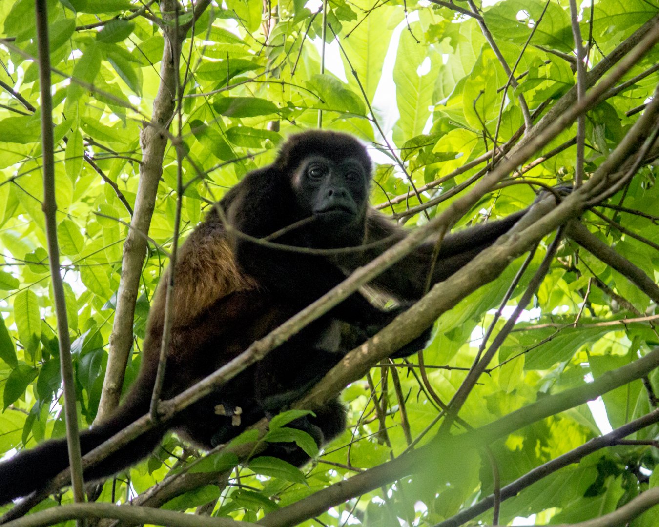 Azuero mantled howler monkey, Alouatta palliata trabeata