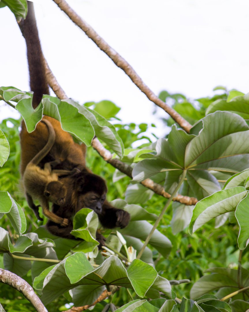 Azuero mantled howler monkey (mother and baby), Alouatta palliata trabeata