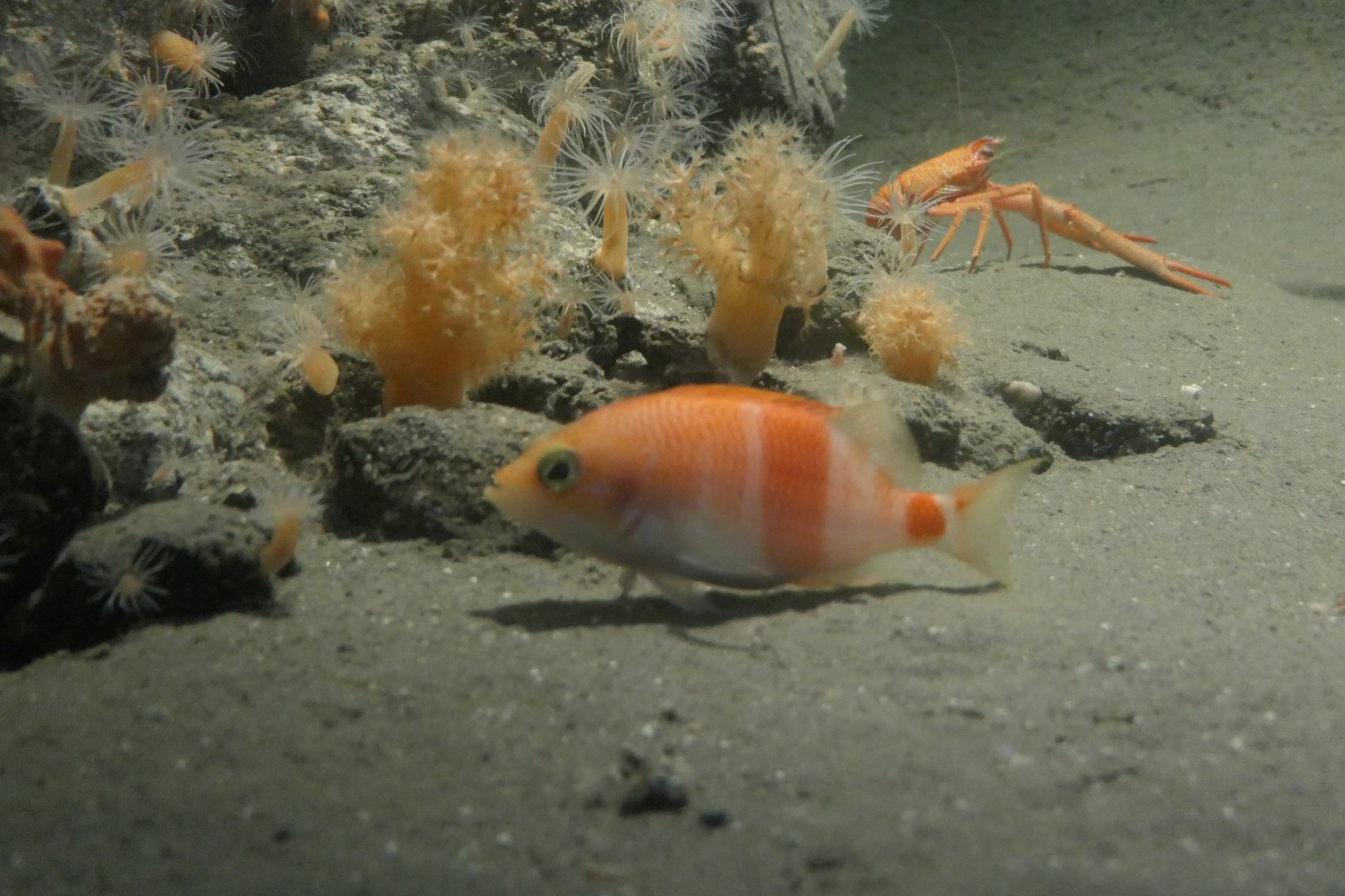 Azuma Perchlet (Plectranthias (kelloggi) azumanus)