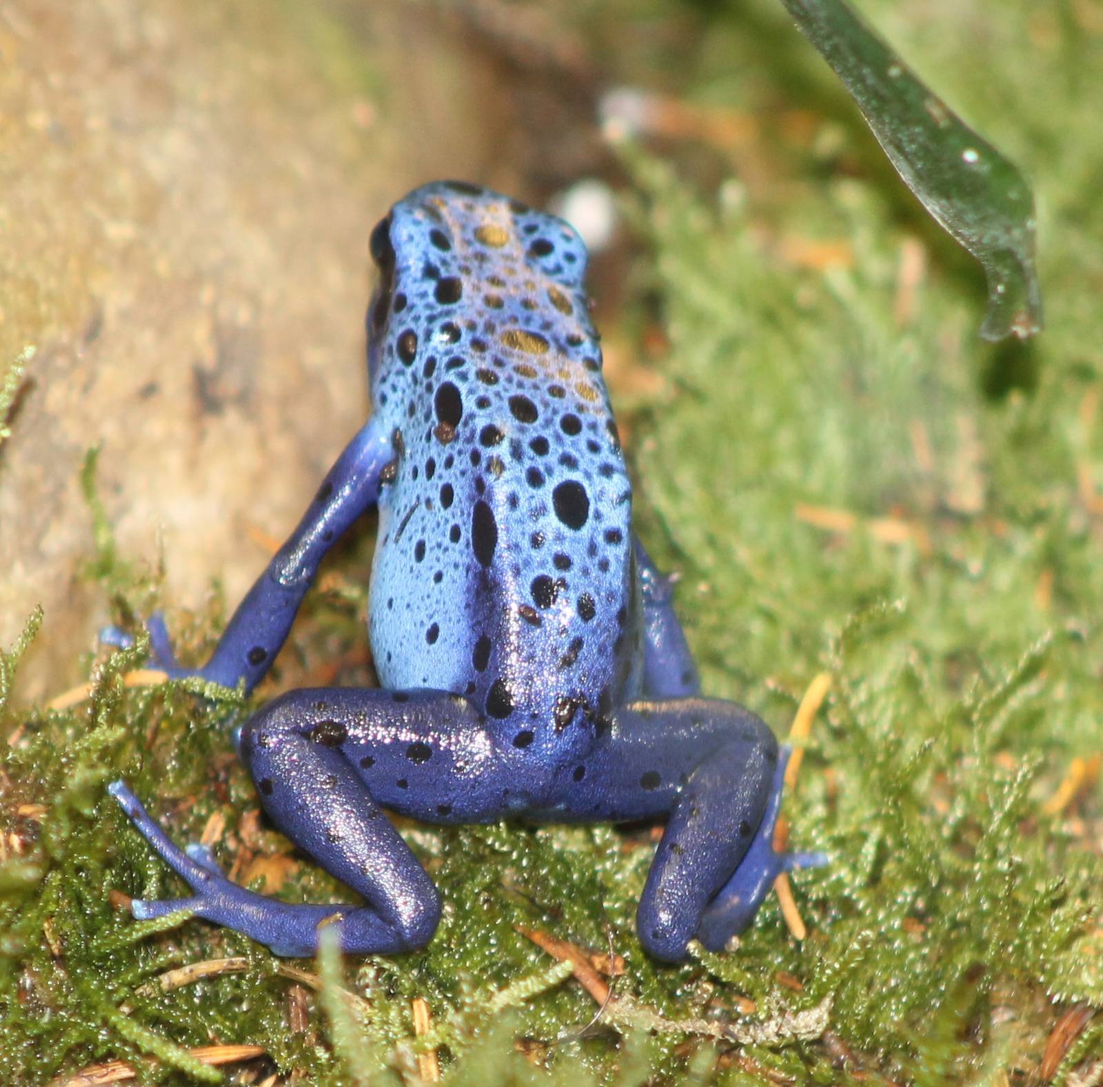 Azure-blue dart frog