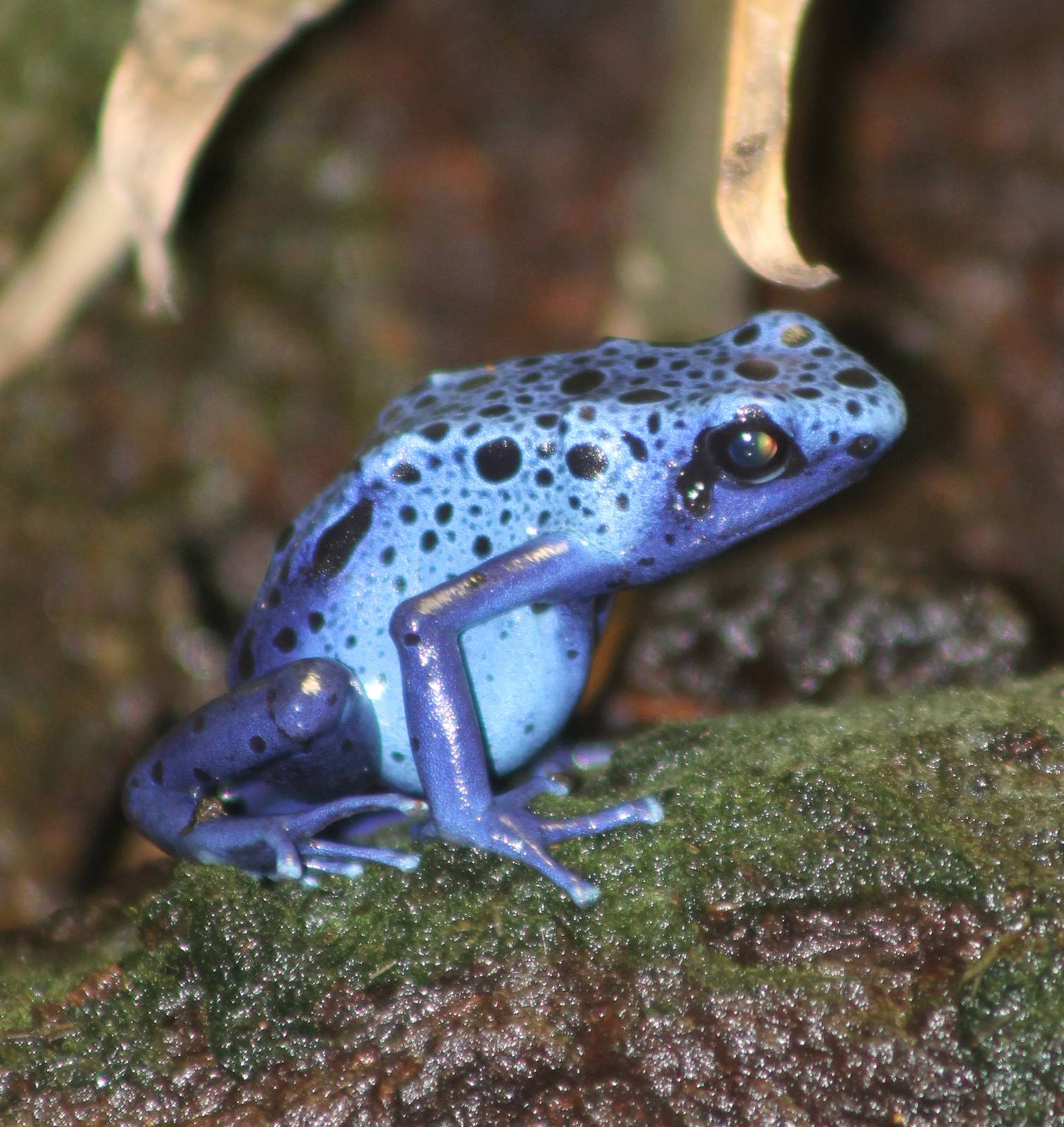 Azure-blue dart frog