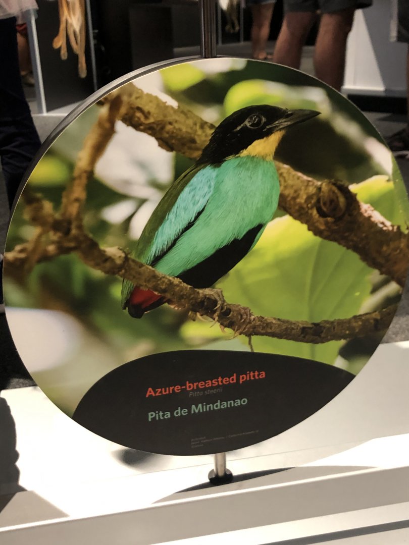 Azure breasted pitta stock photo