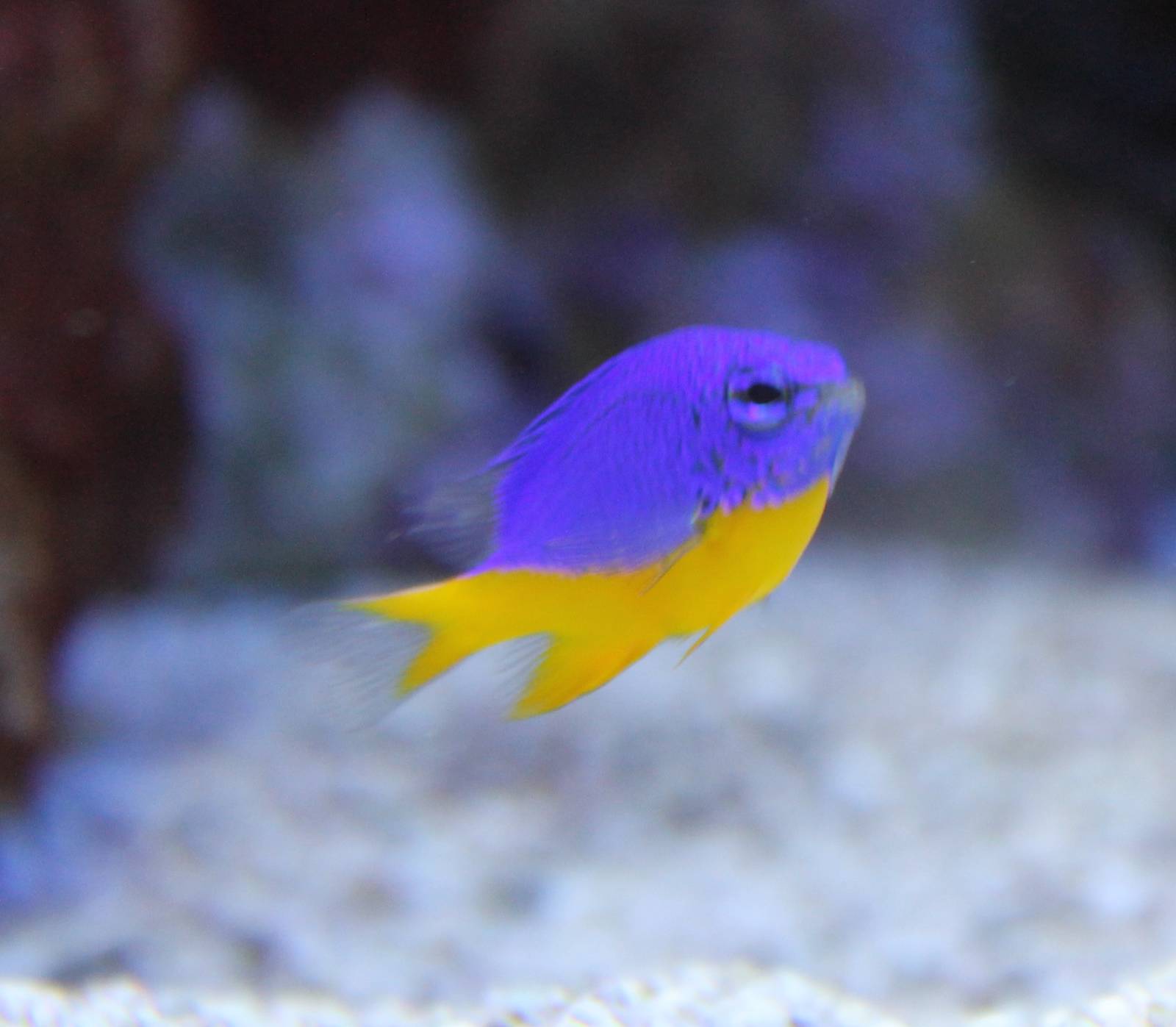 Azure Damselfish (Chrysiptera hemicyanea)