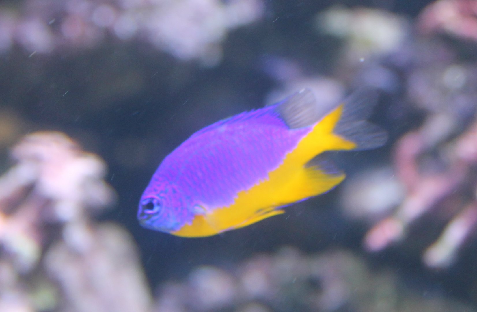 Azure damselfish - Chrysiptera hemicyanea
