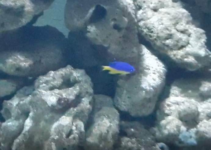 Azure damselfish - Chrysiptera hemicyanea