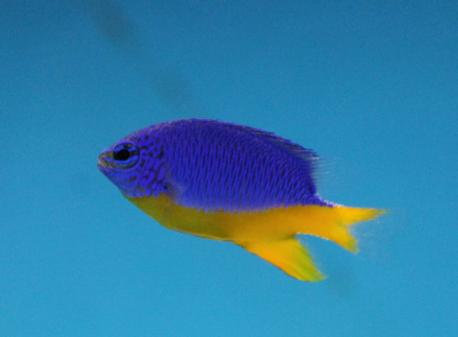 Azure damselfish