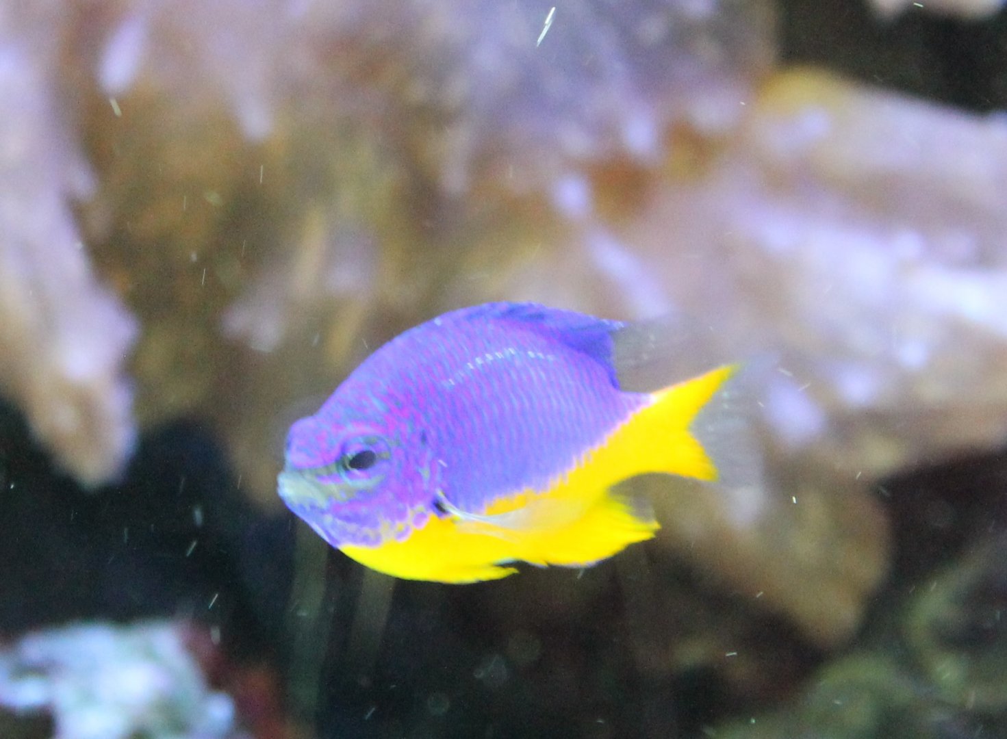 Azure damselfish
