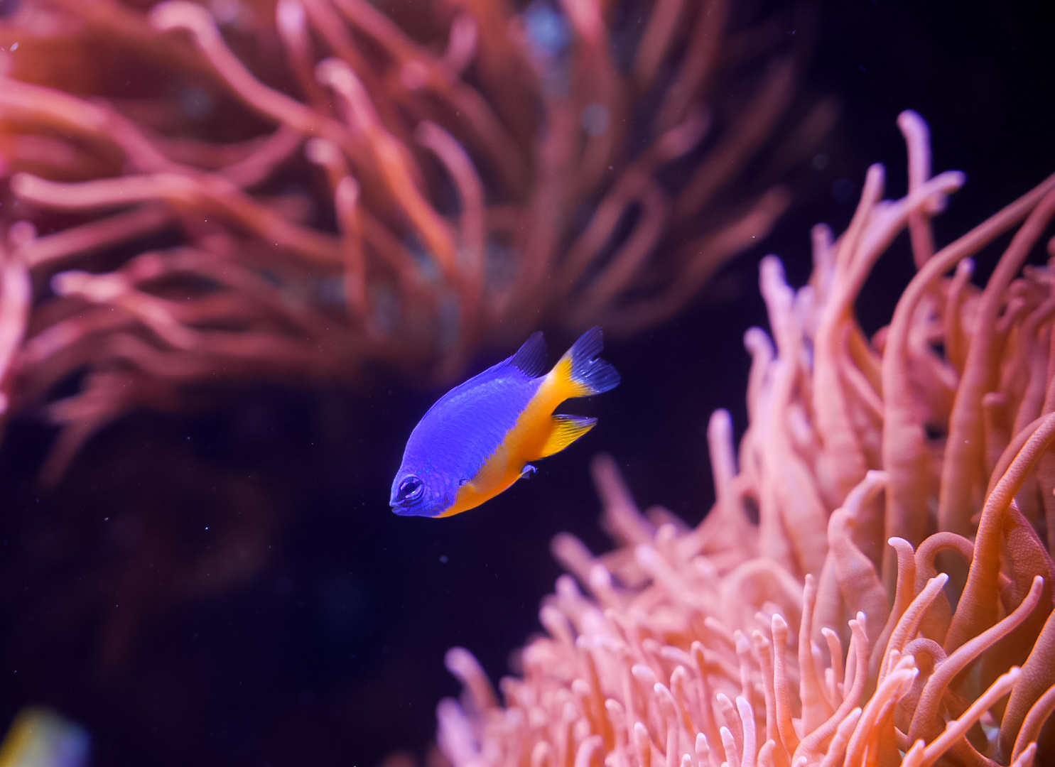 Azure Damselfish