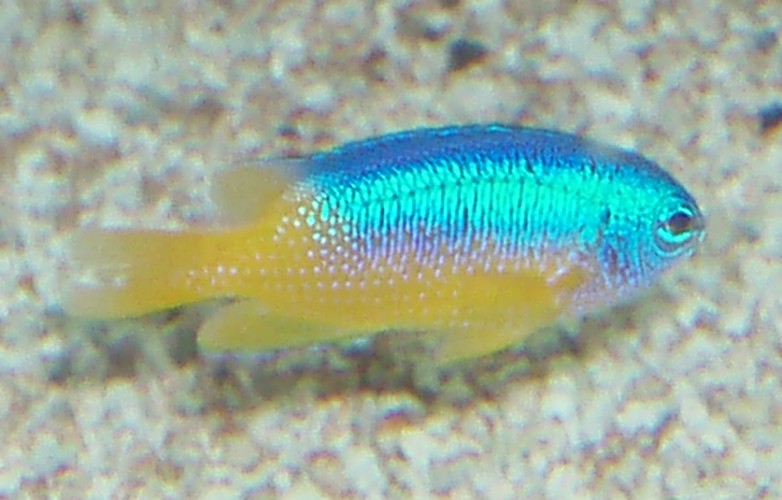 Azure Demoiselle (Chrysiptera hemicyanea)