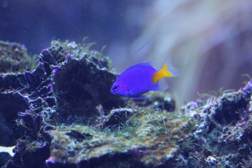 Azure Demoiselle (Chrysiptera parasema)