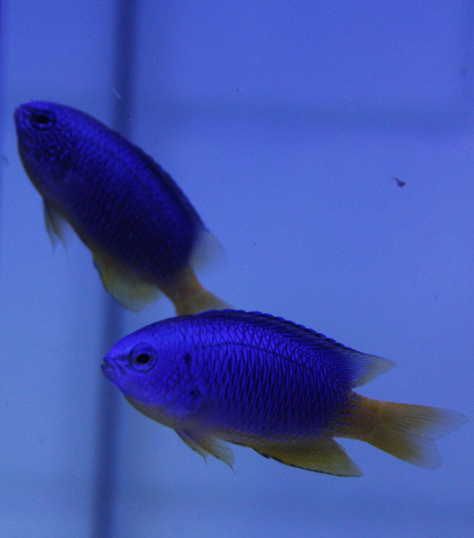 Azure demoiselles - Chrysiptera hemicyanea