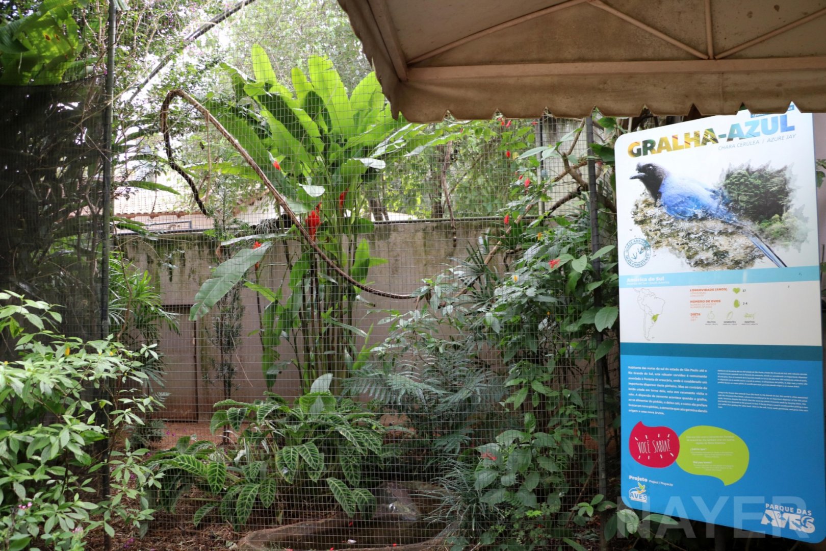 Azure jay aviary, 2016