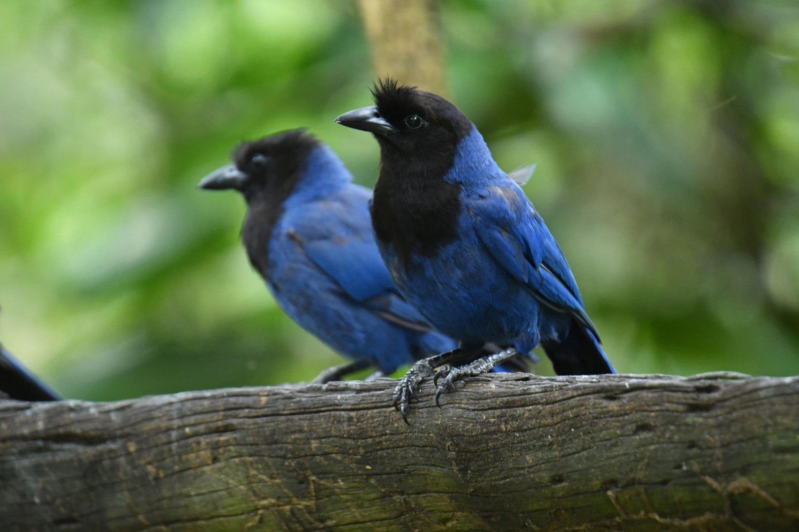 Azure Jay (Cyanocorax caeruleus)