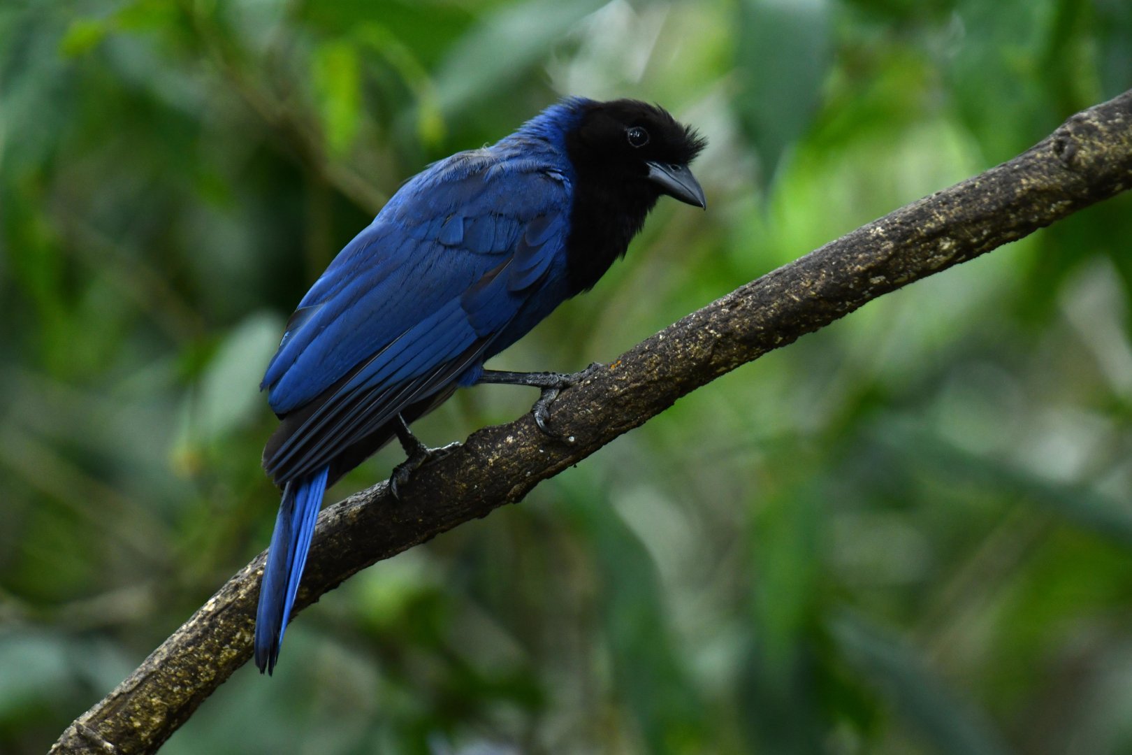 Azure Jay (Cyanocorax caeruleus)