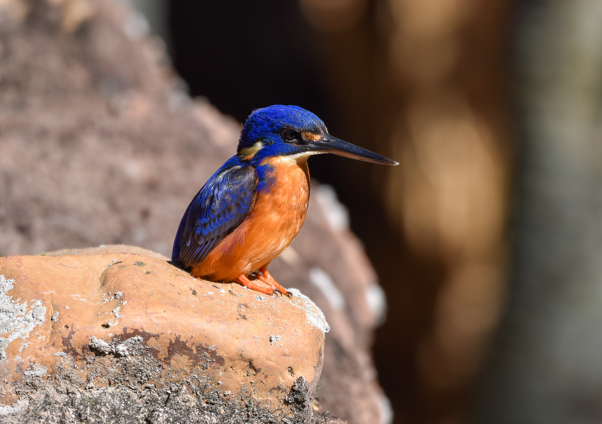 Azure Kingfisher - wild